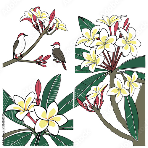 Collection set of Plumeria Flower In different perspectives