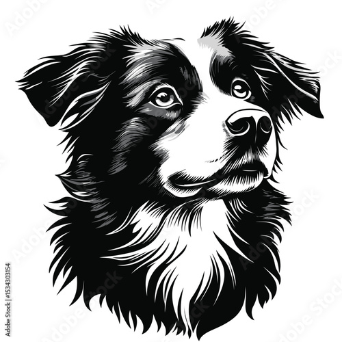 A cute, isolated black and white Border Collie puppy with a purebred pedigree sits on a white studio background