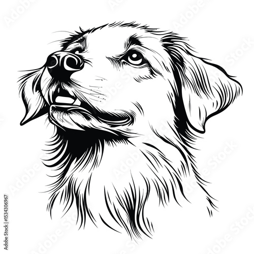 A cute, isolated vector portrait of a purebred Border Collie puppy on a white background