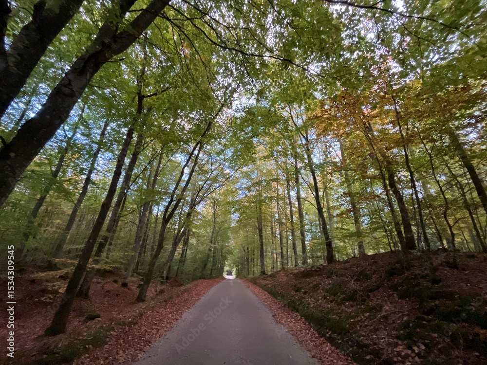 Obraz premium path in the woods