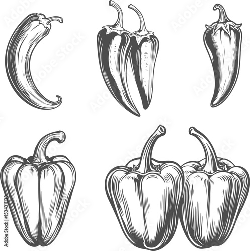 Set illustrations of chili and sweet pepper isolated on transparent background. Vector graphics