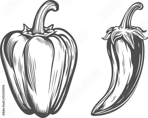 Chili and sweet pepper illustration isolated on transparent background. Vector graphics