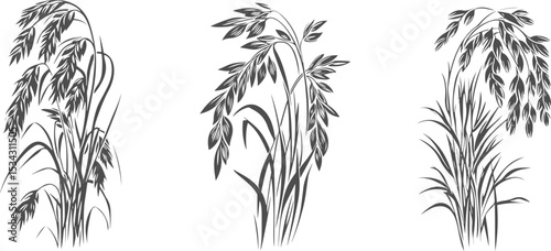Set illustrations of raw oat isolated on transparent background. Vector graphics