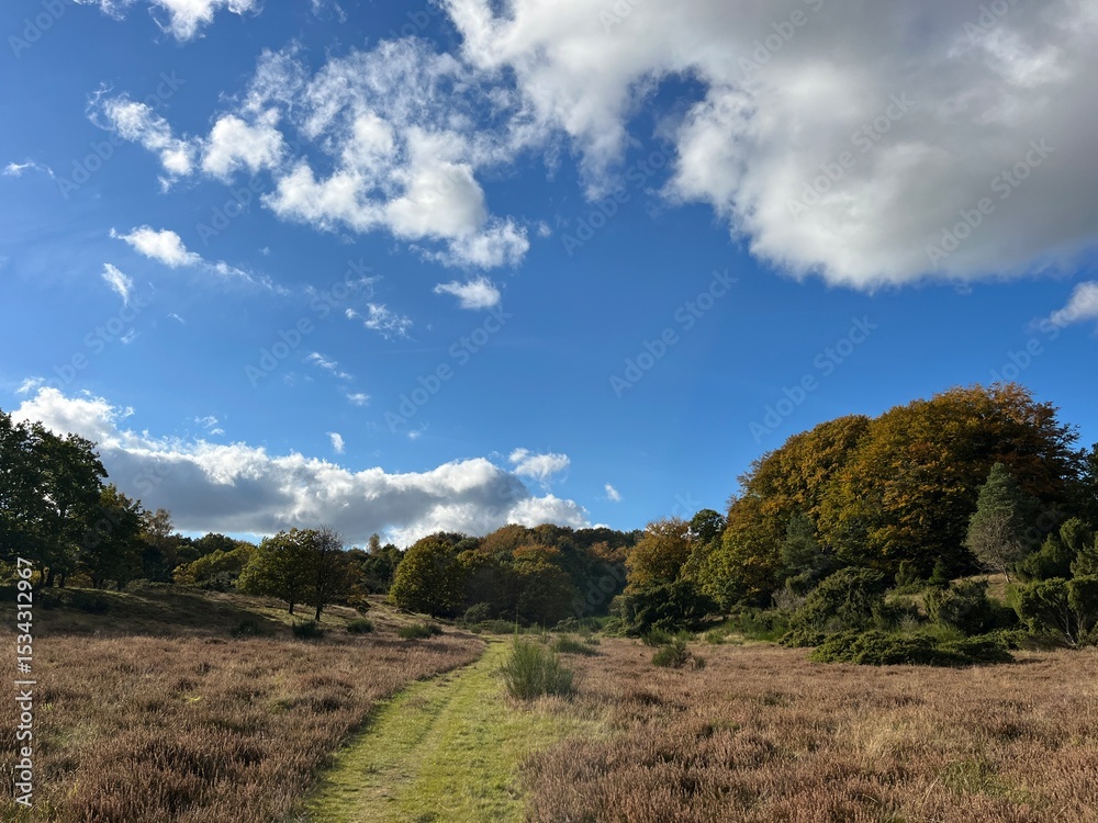 Fototapeta premium landscape with trees and sky