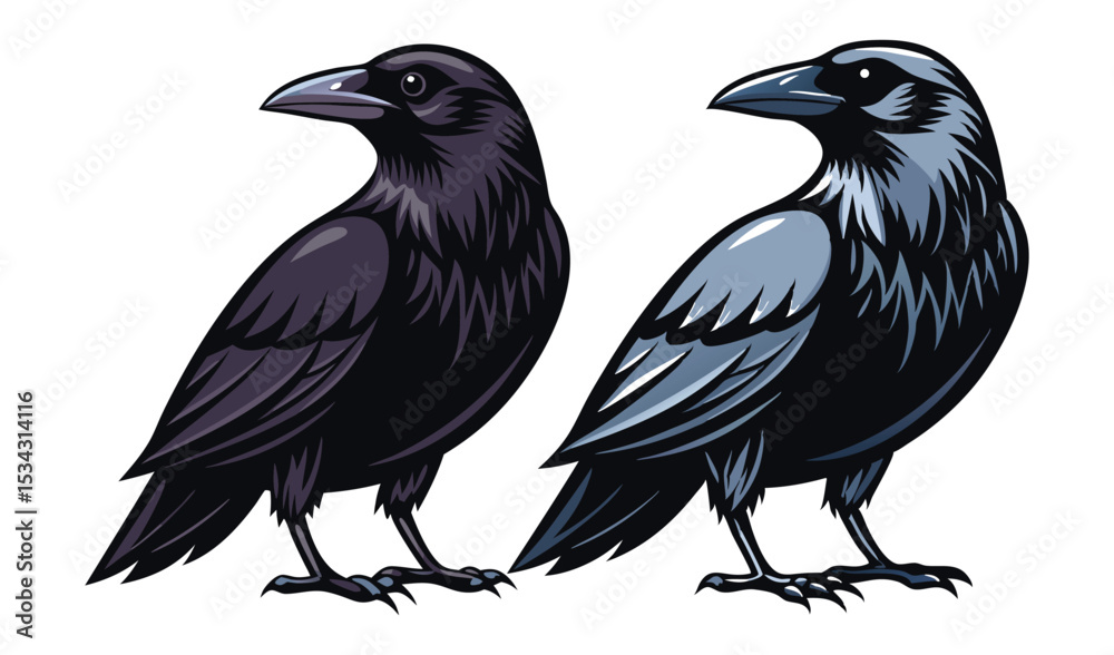 Fototapeta premium Photo of two majestic crows, one dark and one bluishgray, stand isolated on white background