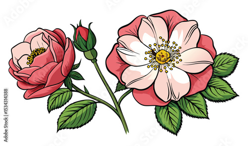 Photo of two delicate roses, one in bloom and one a bud, isolated on white background, showcase their soft pink and white petals