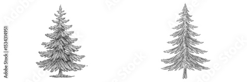 Vector flat illustration of two evergreen trees showcasing realistic details and textures in a monochromatic design