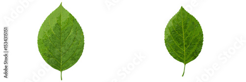 Two green leaves side by side showcasing different shapes and textures for botanical illustration