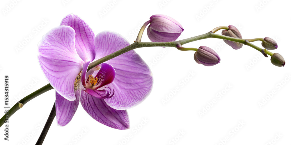 Obraz premium Pink phalaenopsis orchid blossom isolated on a Transparent background