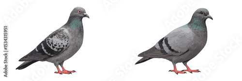 Stylized vector illustration of two pigeons standing side by side in a white background, showcasing their unique plumage patterns and colors