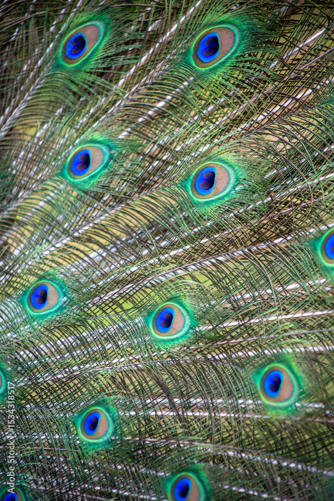 Obraz premium peacock feathers close up abstract 