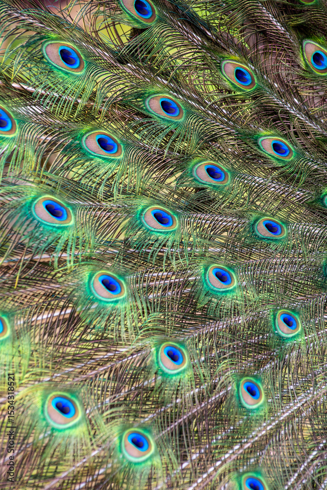 Obraz premium peacock feathers close up abstract 