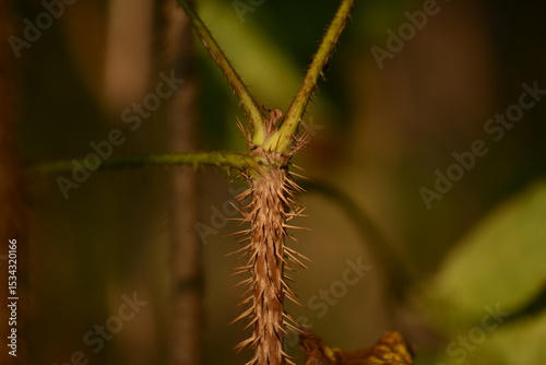 Close-up of Eleutherococcus sessiliflorus, known as Korean spiny tree, showing thorny stem and foliage.

