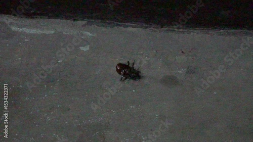 Female rhinoceros beetle closeup, strong scarab insect with glossy exoskeleton, crawling on soil, macro wildlife detail, nature biodiversity, powerful arthropod species