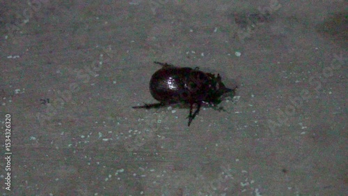 Female rhinoceros beetle closeup, strong scarab insect with glossy exoskeleton, crawling on soil, macro wildlife detail, nature biodiversity, powerful arthropod species