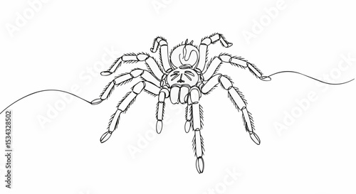 An detailed drawing of a tarantula with its eight legs outstretched.