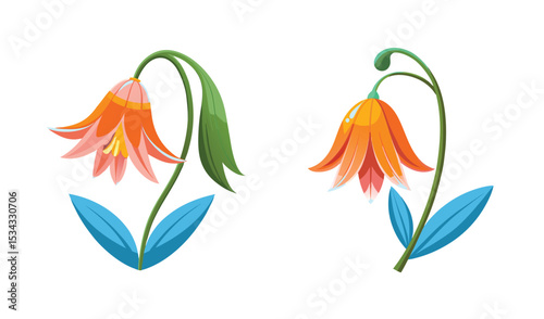 Photo of two illustrations of vibrant orange and pink bellshaped flowers, delicately drooping, isolated on white background