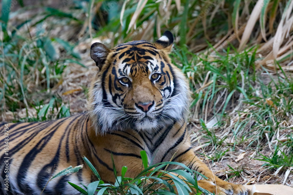 Obraz premium Close up view of a royal Bengal tiger laying down in the ground.