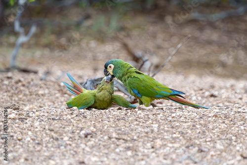 Arara Maracanã psitaccidae (Primolius maracana) mãe alimentando seu filhote, arara alimentando filhote, cor verde predominante com penas amarelas, azuis e vermelhas photo