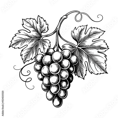 A Detailed Black and White Sketch of a Grapevine Botanical Illustration