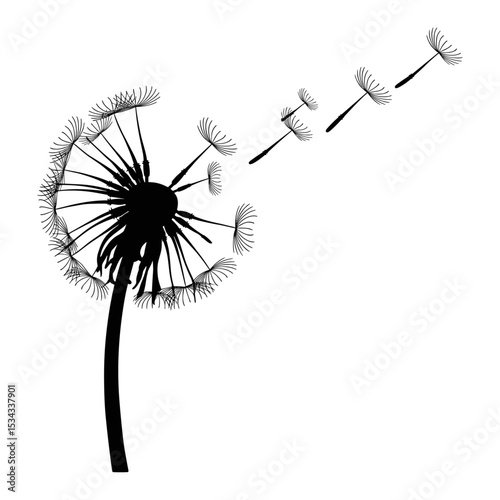 Dandelion flower with seeds blowing on white background, vector illustration,