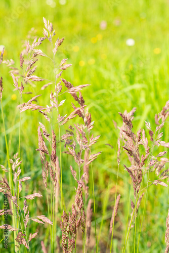 Bristly dogtail or Cynosurus Echinatus plant in Saint Gallen in Switzerland 13.5.25