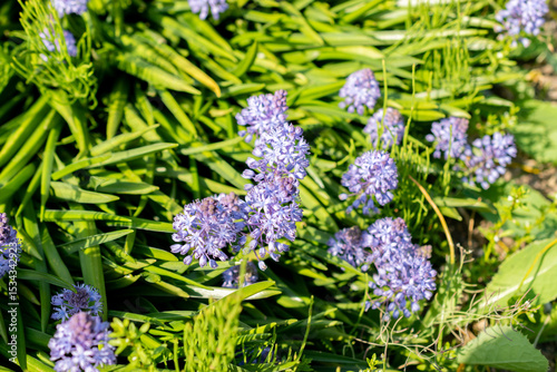 Dalmatian scilla or Scilla Litardieri plant in Saint Gallen in Switzerland 13.5.25