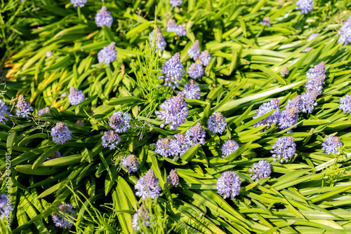 Dalmatian scilla or Scilla Litardieri plant in Saint Gallen in Switzerland 13.5.25