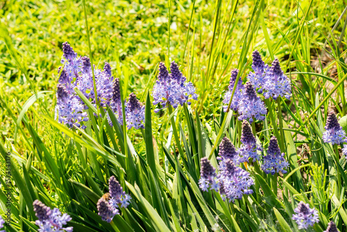 Dalmatian scilla or Scilla Litardieri plant in Saint Gallen in Switzerland 13.5.25