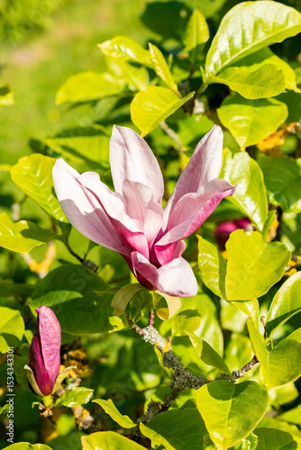Purple magnolia or Magnolia Liliiflora Nigra plant in Saint Gallen in Switzerland 13.5.25
