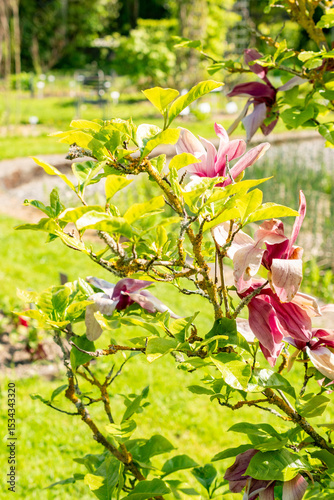 Purple magnolia or Magnolia Liliiflora Nigra plant in Saint Gallen in Switzerland 13.5.25