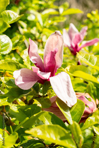 Purple magnolia or Magnolia Liliiflora Nigra plant in Saint Gallen in Switzerland 13.5.25