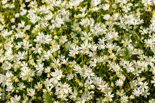 Greater starwort or Stellaria Holostea plant in Saint Gallen in Switzerland 13.5.25