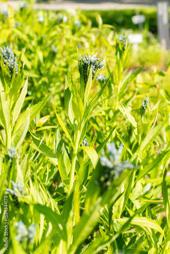 Eastern bluestar or Amsonia Tabernaemontana plant in Saint Gallen in Switzerland 13.5.25