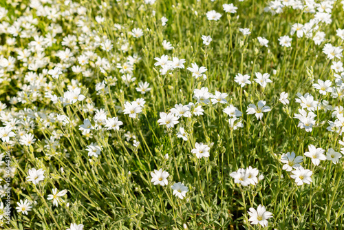 Snow in summer or Cerastium Tomentosum plant in Saint Gallen in Switzerland 13.5.25