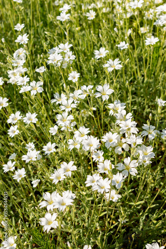 Snow in summer or Cerastium Tomentosum plant in Saint Gallen in Switzerland 13.5.25