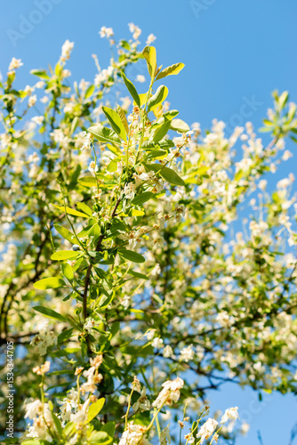 Pearlbush or Exochorda Giraldii var Wilsonii plant in Saint Gallen in Switzerland 13.5.25