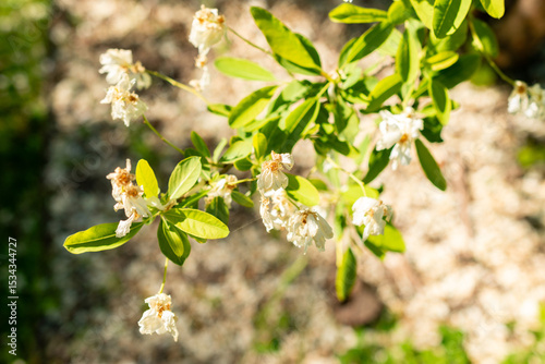 Pearlbush or Exochorda Giraldii var Wilsonii plant in Saint Gallen in Switzerland 13.5.25