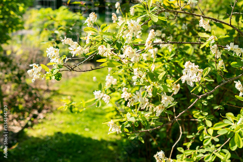 Pearlbush or Exochorda Giraldii var Wilsonii plant in Saint Gallen in Switzerland 13.5.25