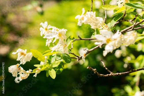 Pearlbush or Exochorda Giraldii var Wilsonii plant in Saint Gallen in Switzerland 13.5.25
