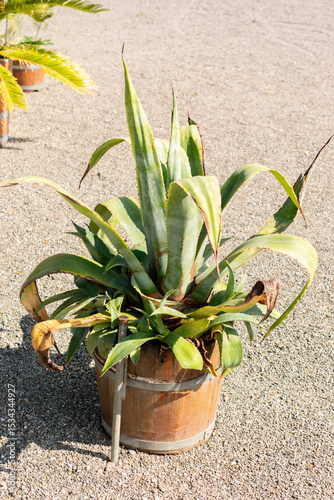 Century plant or Agave Americana plant in Saint Gallen in Switzerland 13.5.25