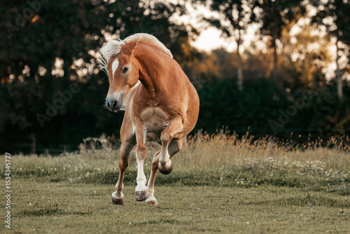 Haflinger im herbst