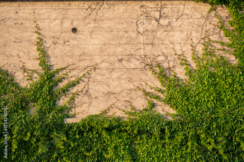 Mit Laub bewachsene Betonwand