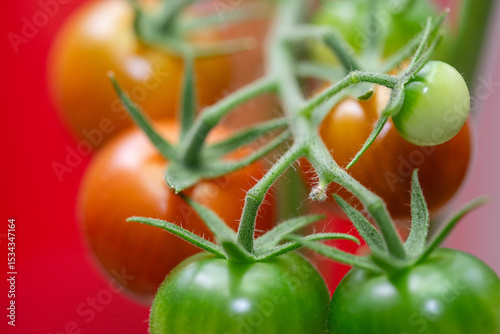 Nahaufnahme von Cocktailtomaten am Strauch