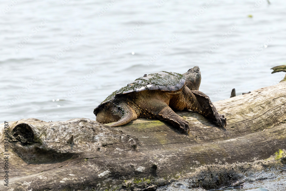 Fototapeta premium turtle on the rocks