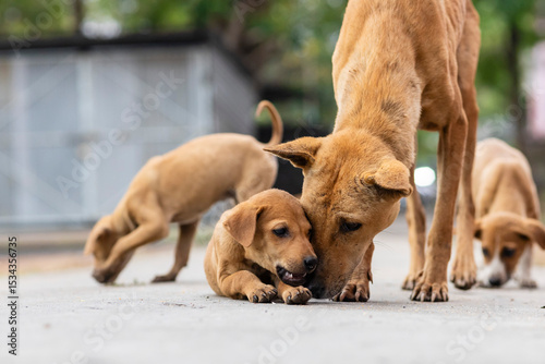 Canvas Print Indian street dogs
