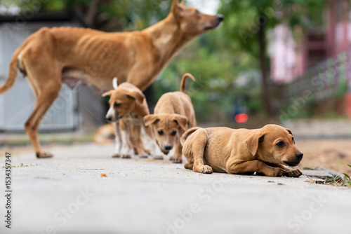 Photography Indian street dogs
