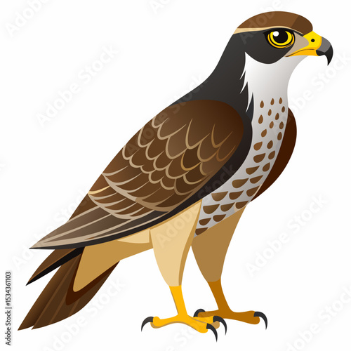 Goshawk on white background 