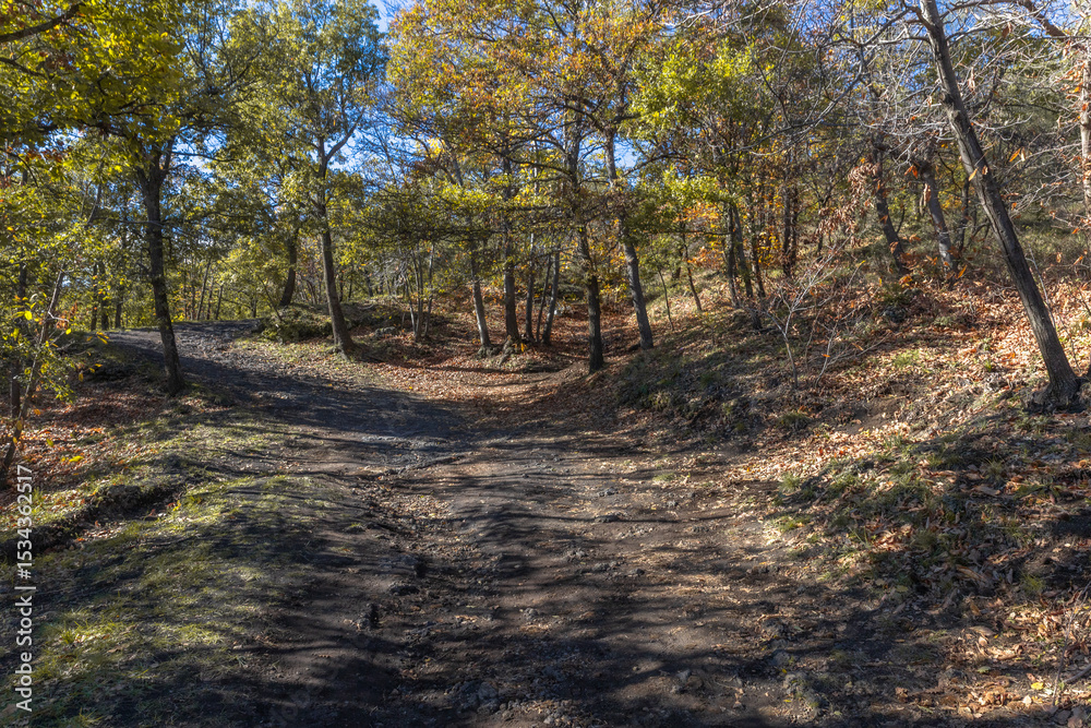 Fototapeta premium Serenity Trail in Etna Woods