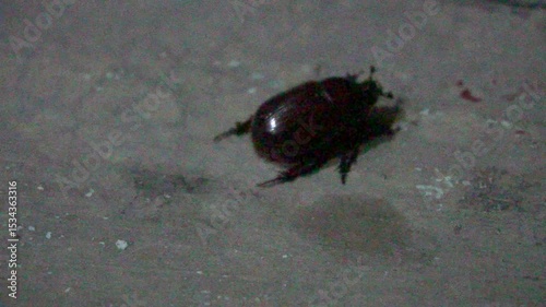 Female rhinoceros beetle closeup, strong scarab insect with glossy exoskeleton, crawling on soil, macro wildlife detail, nature biodiversity, powerful arthropod species